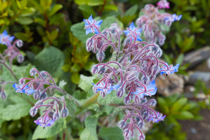 Flowers (27)